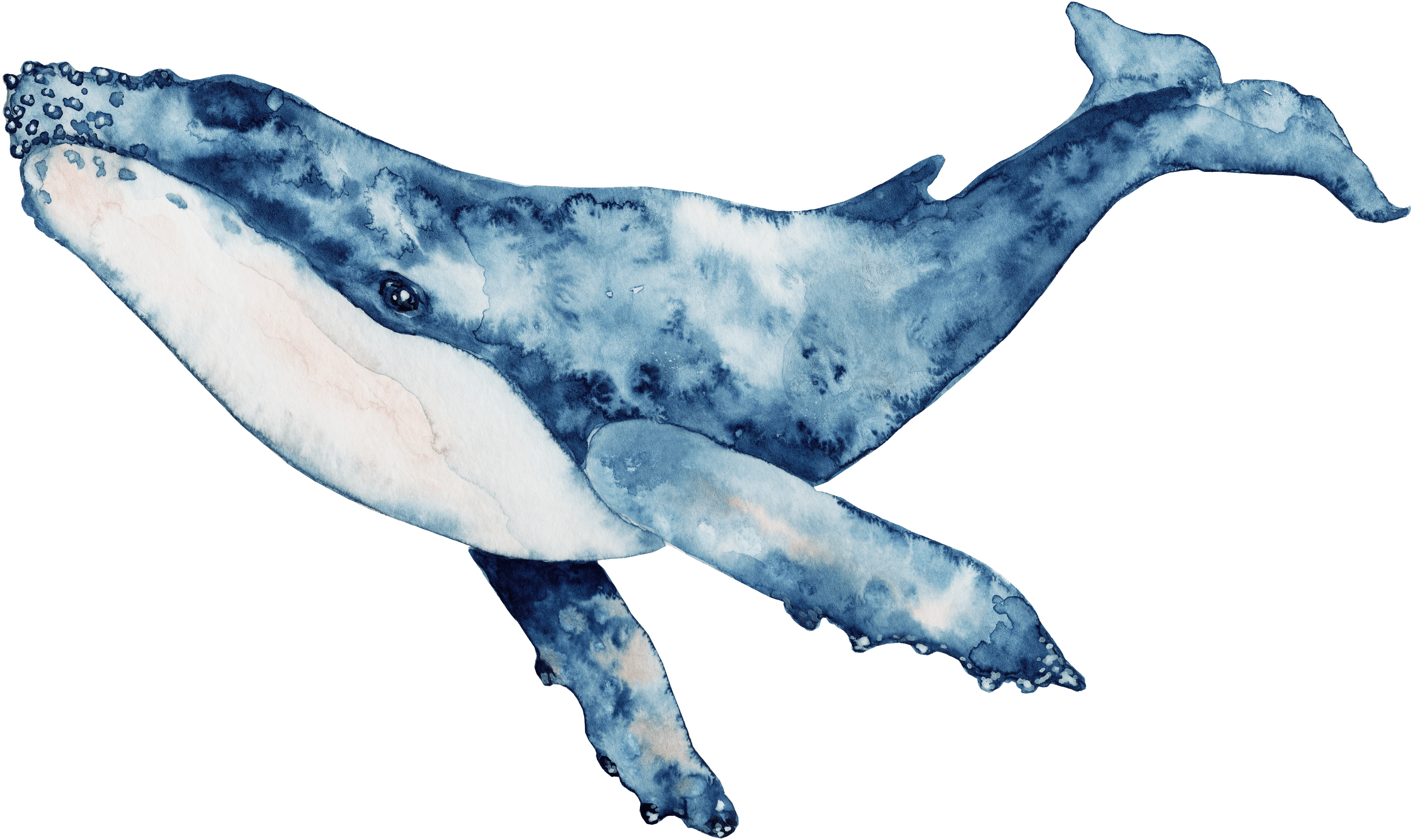 Watercolour whale